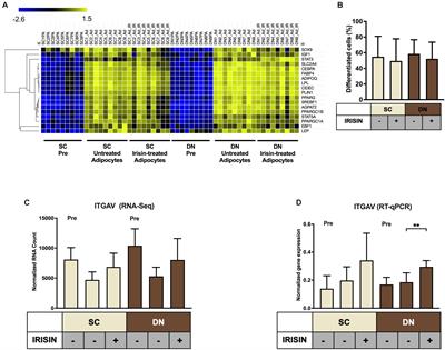 Irisin Stimulates the Release of CXCL1 From Differentiating Human Subcutaneous and Deep-Neck Derived Adipocytes via Upregulation of NFκB Pathway